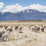 集芳阁sojson:探索数据解析与应用的全新视角 pggaqz2