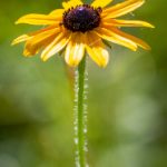 阿衰漫画全集免费阅读,尽享搞笑与青春的乐趣 u6d9y8